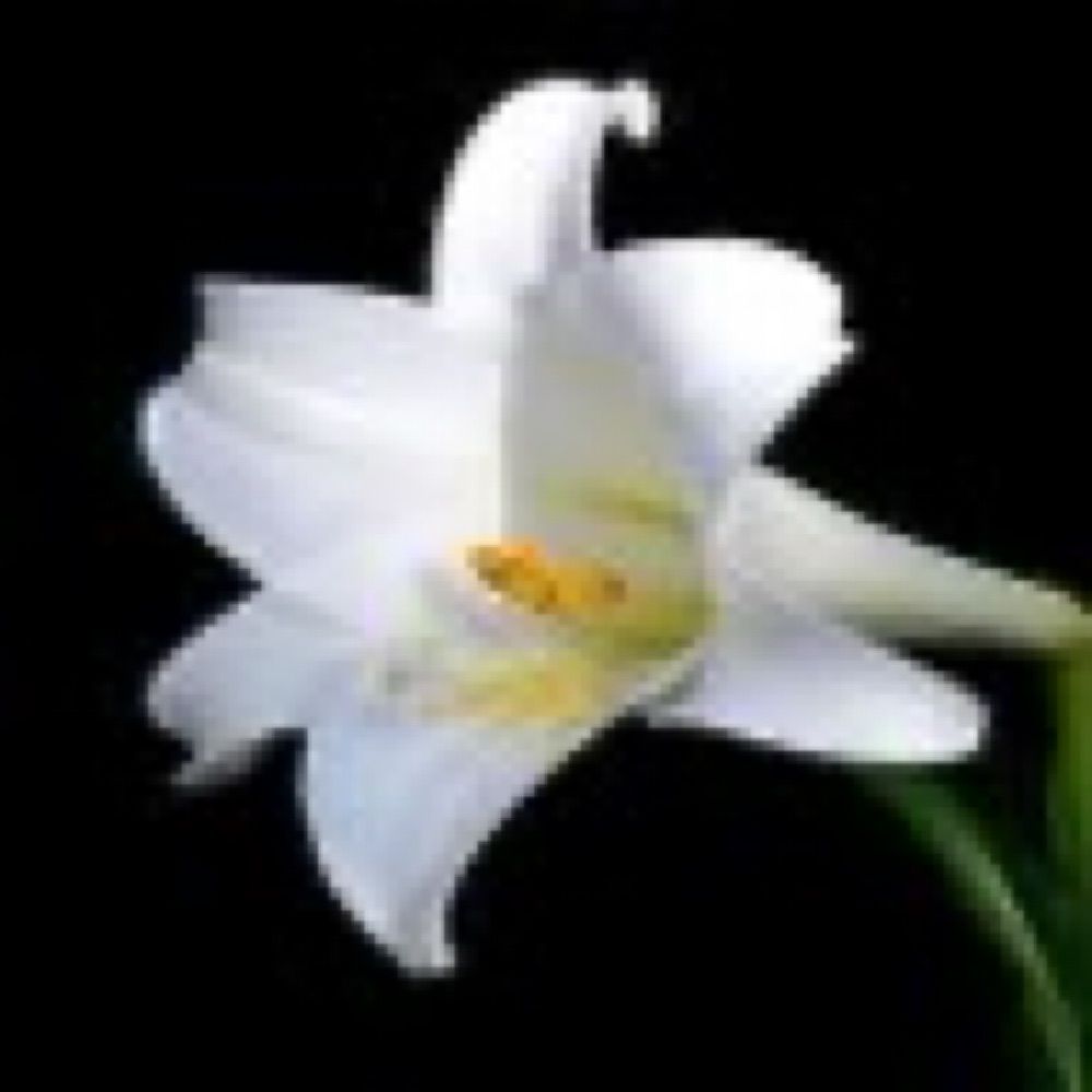 Lilly