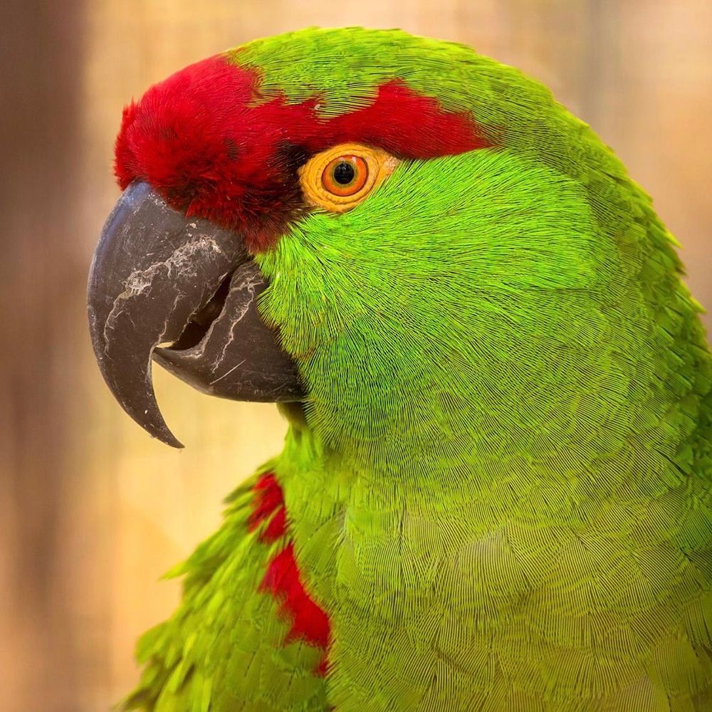 papageno