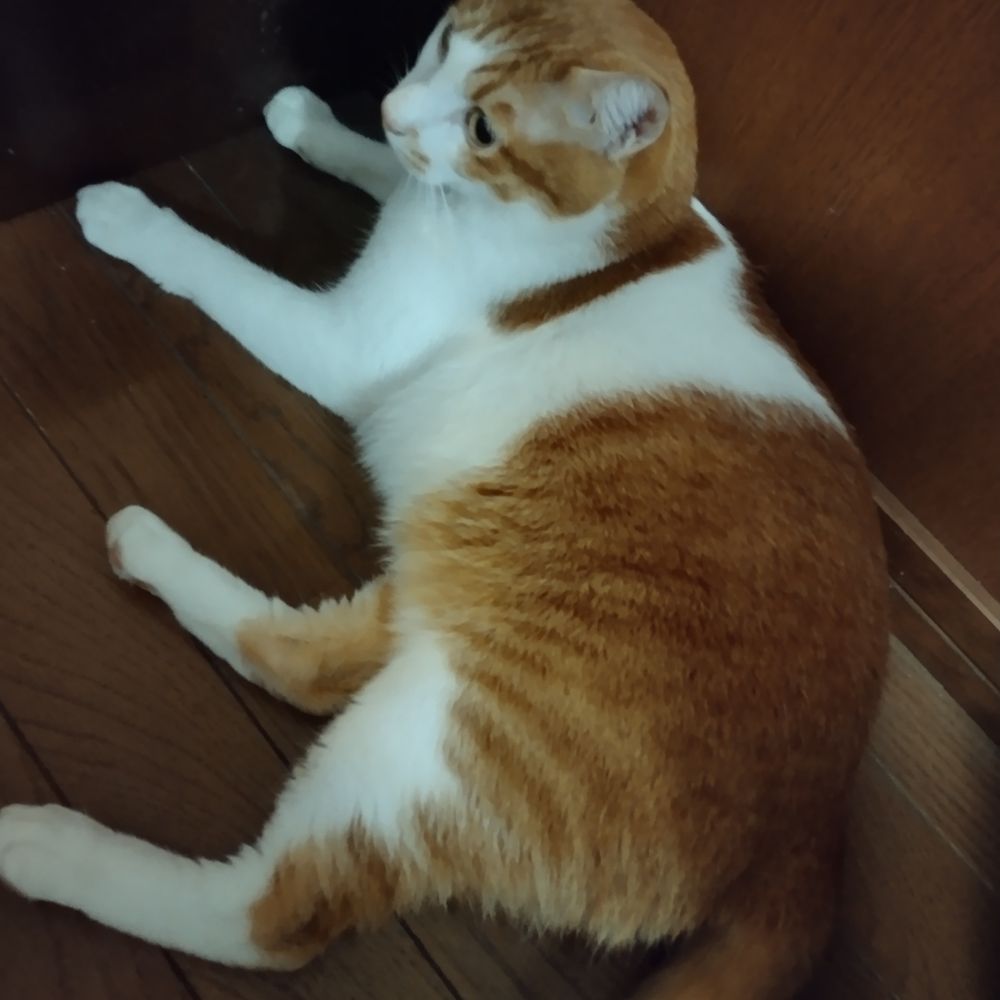 かずにゃむ