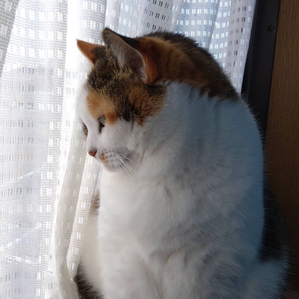 群馬の猫
