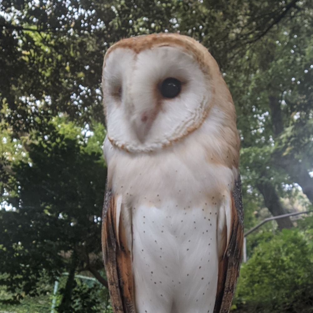 Mint - BarnOwl