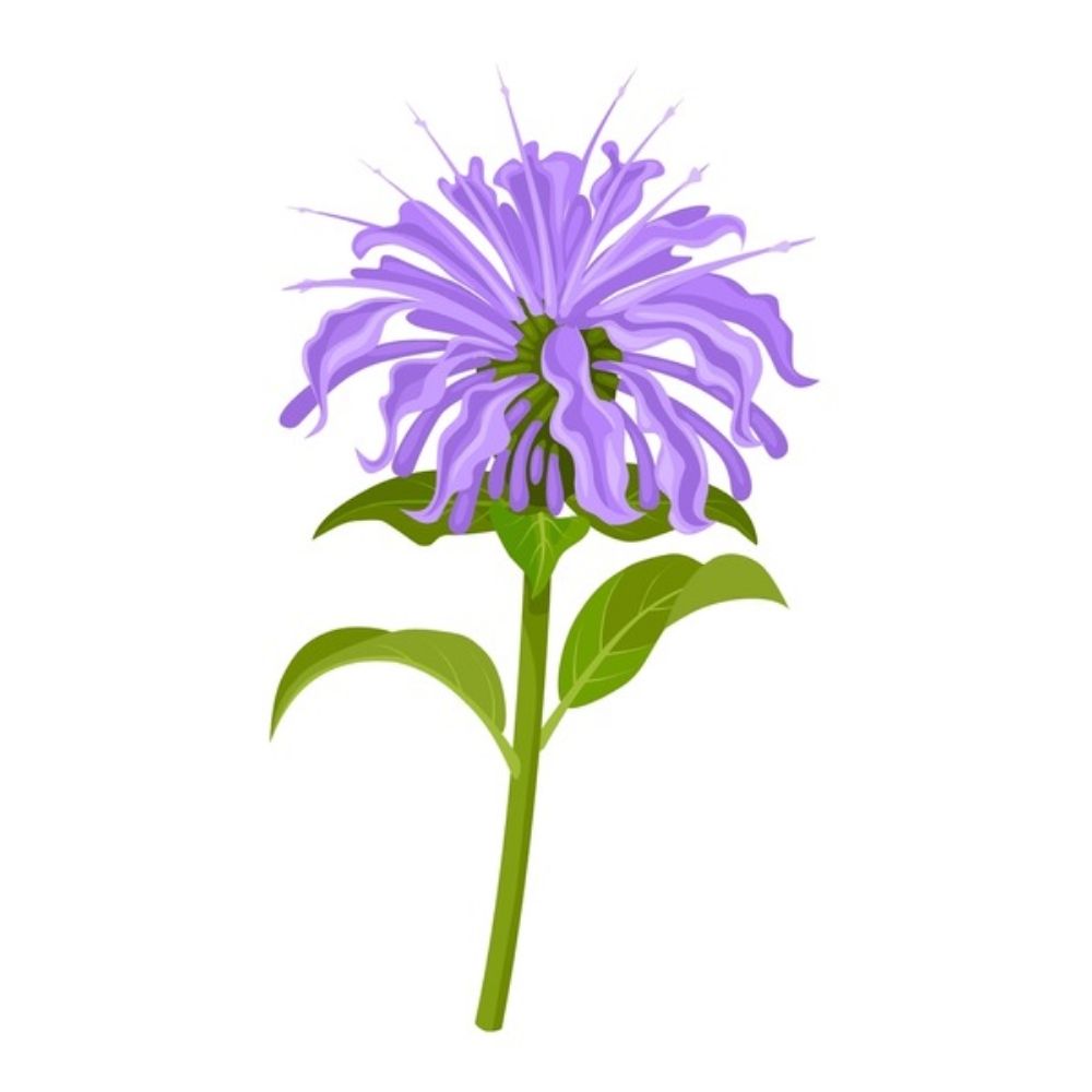 bluebeebalm