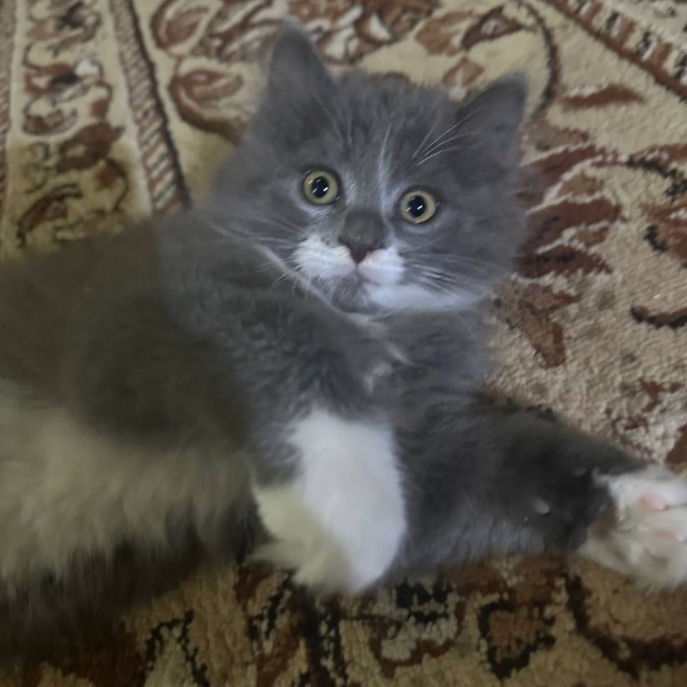 محمد وليد