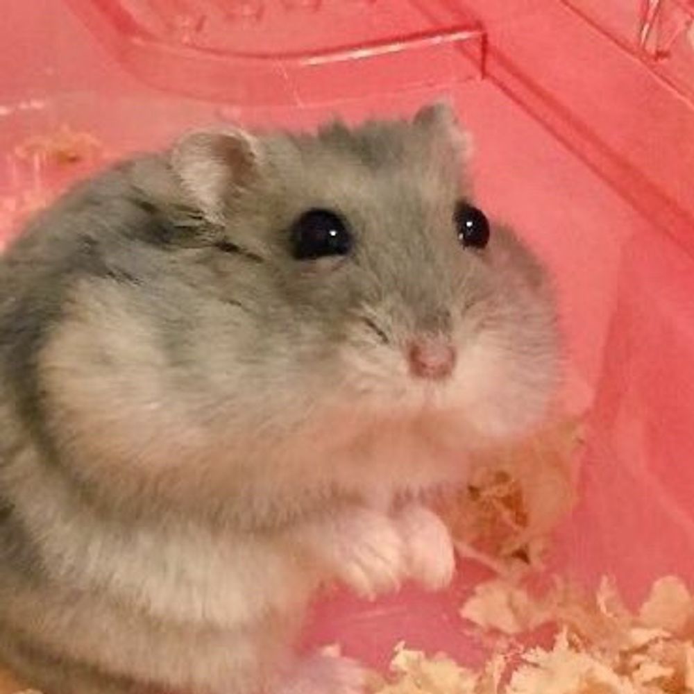 それいゆ