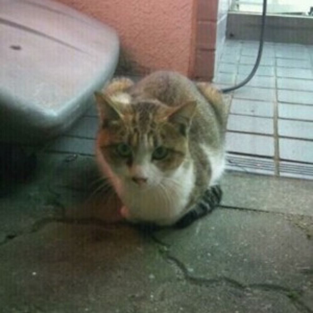 プロ
