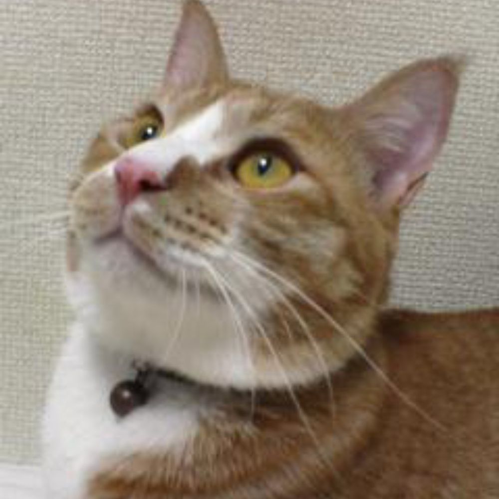 ラミレジィ