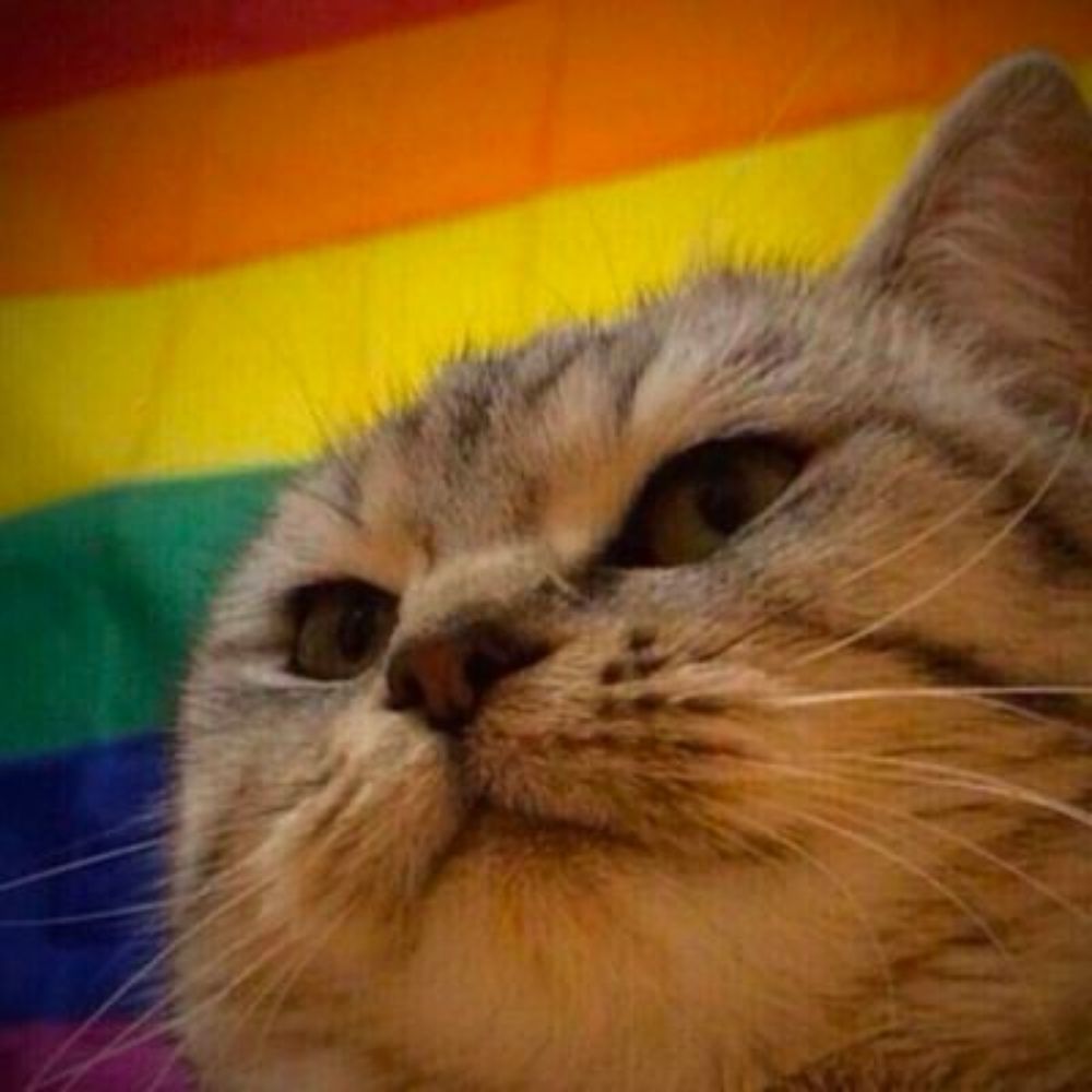 Демка 🏳️‍🌈 #нетвойне