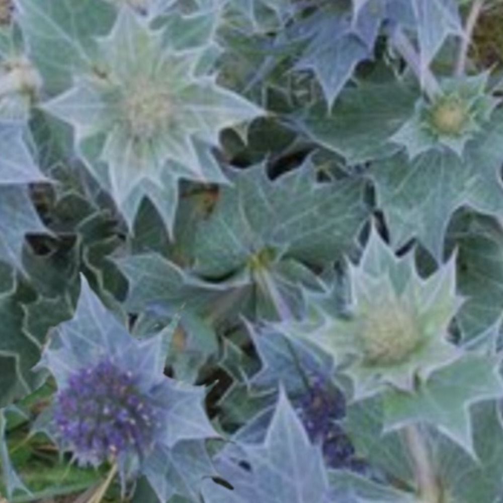 Holly