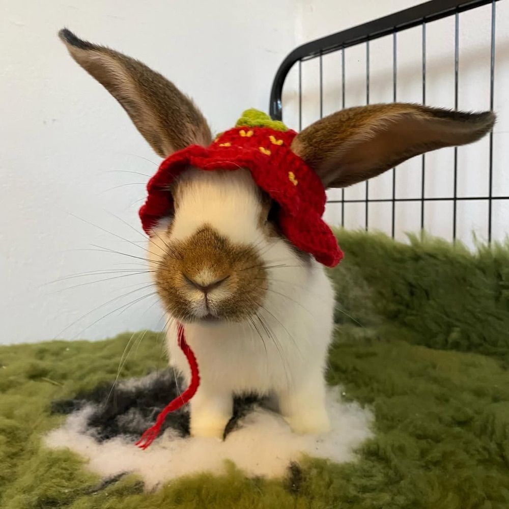 Anna Rabbit Den 🐰