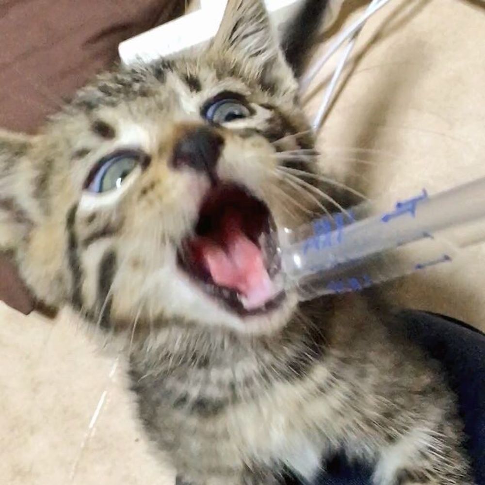 檸檬果汁