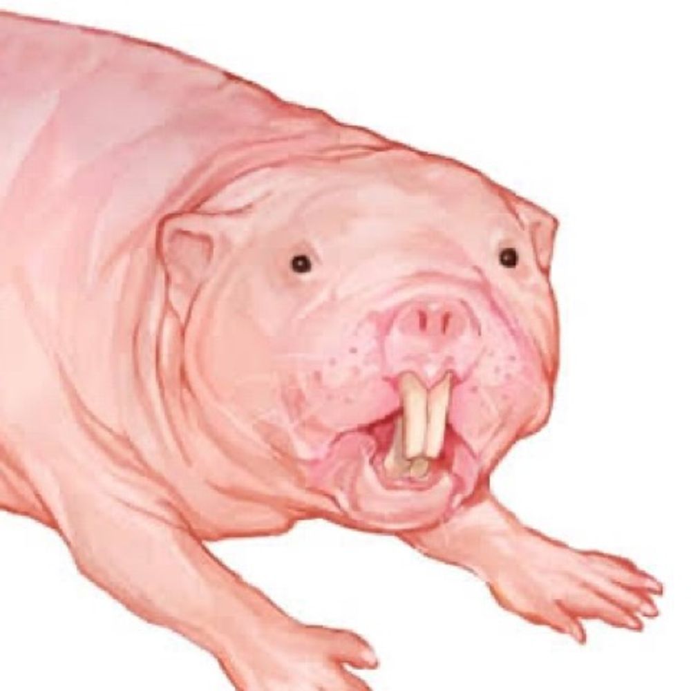 ふじいしろ
