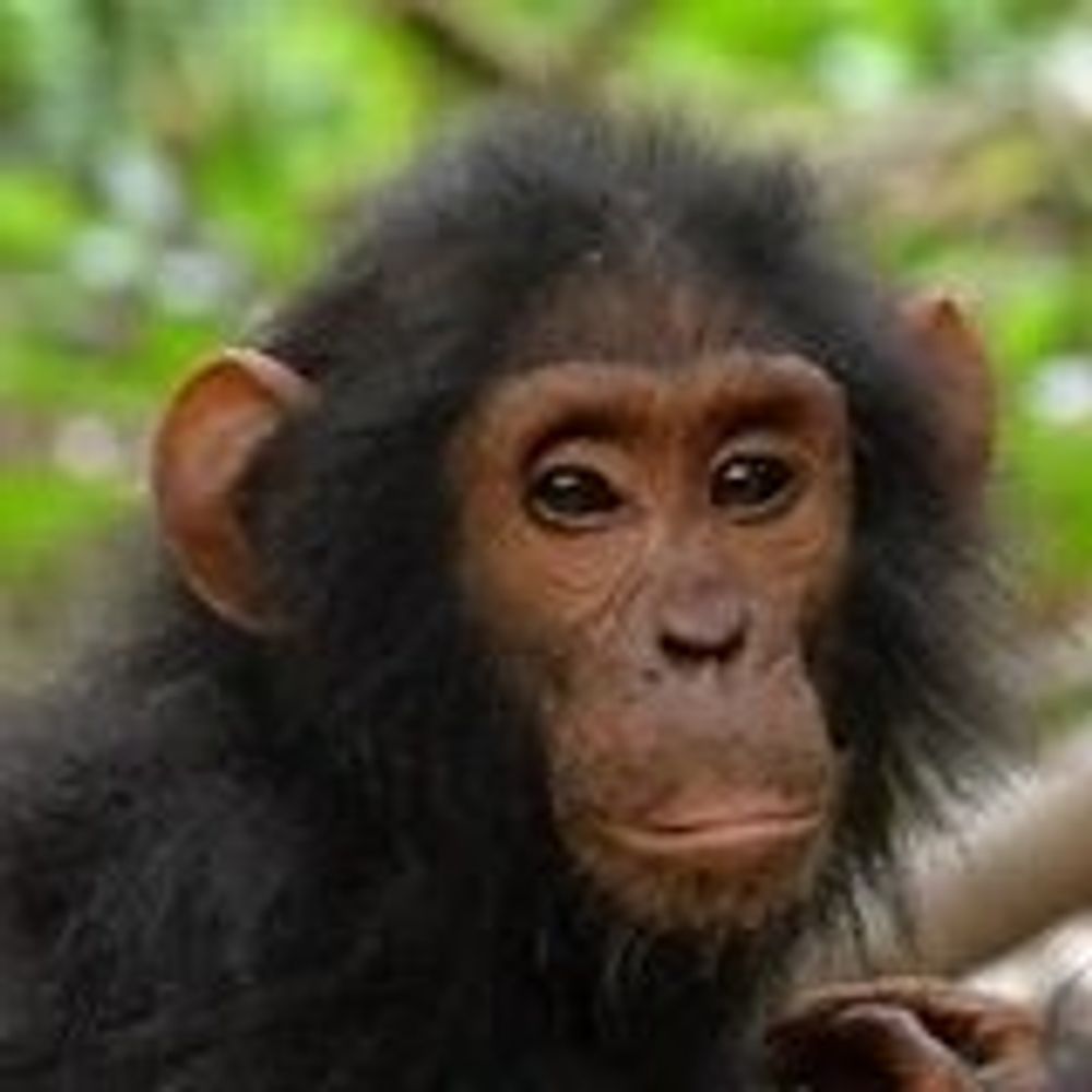 Anthropology Primatology at Emory