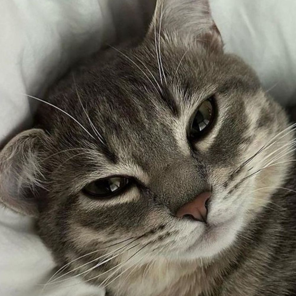 Little Cat