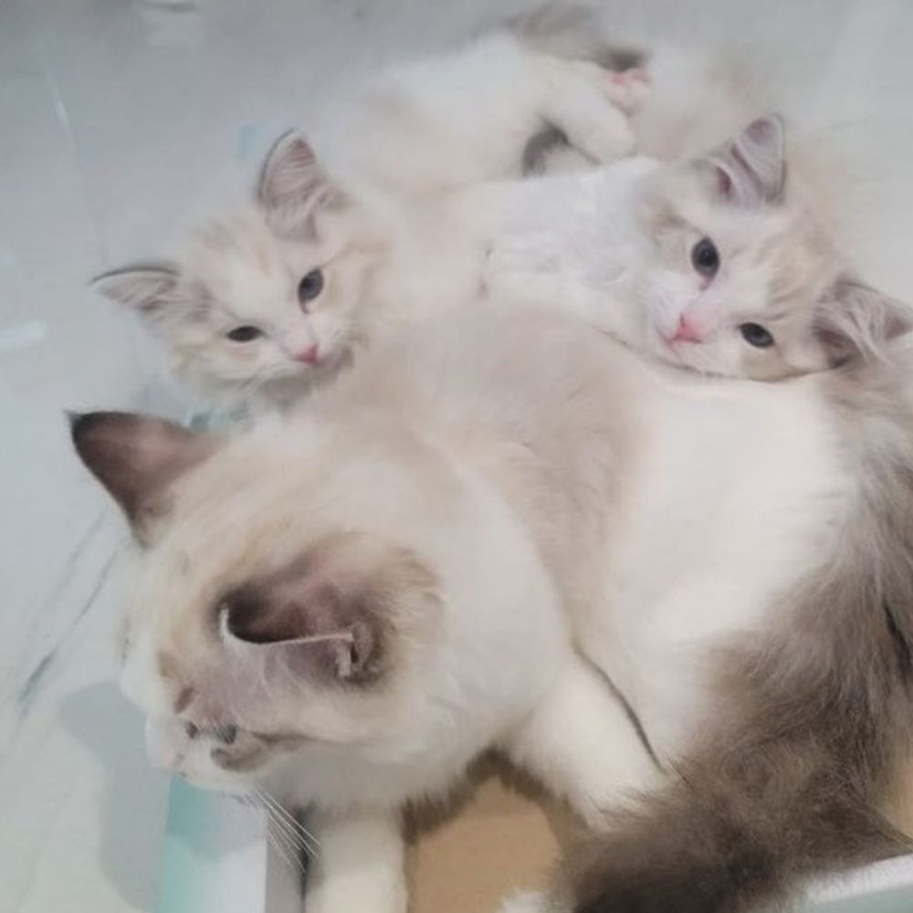 mine
