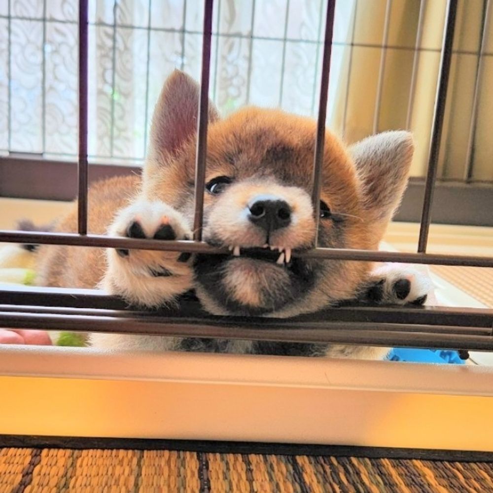すする
