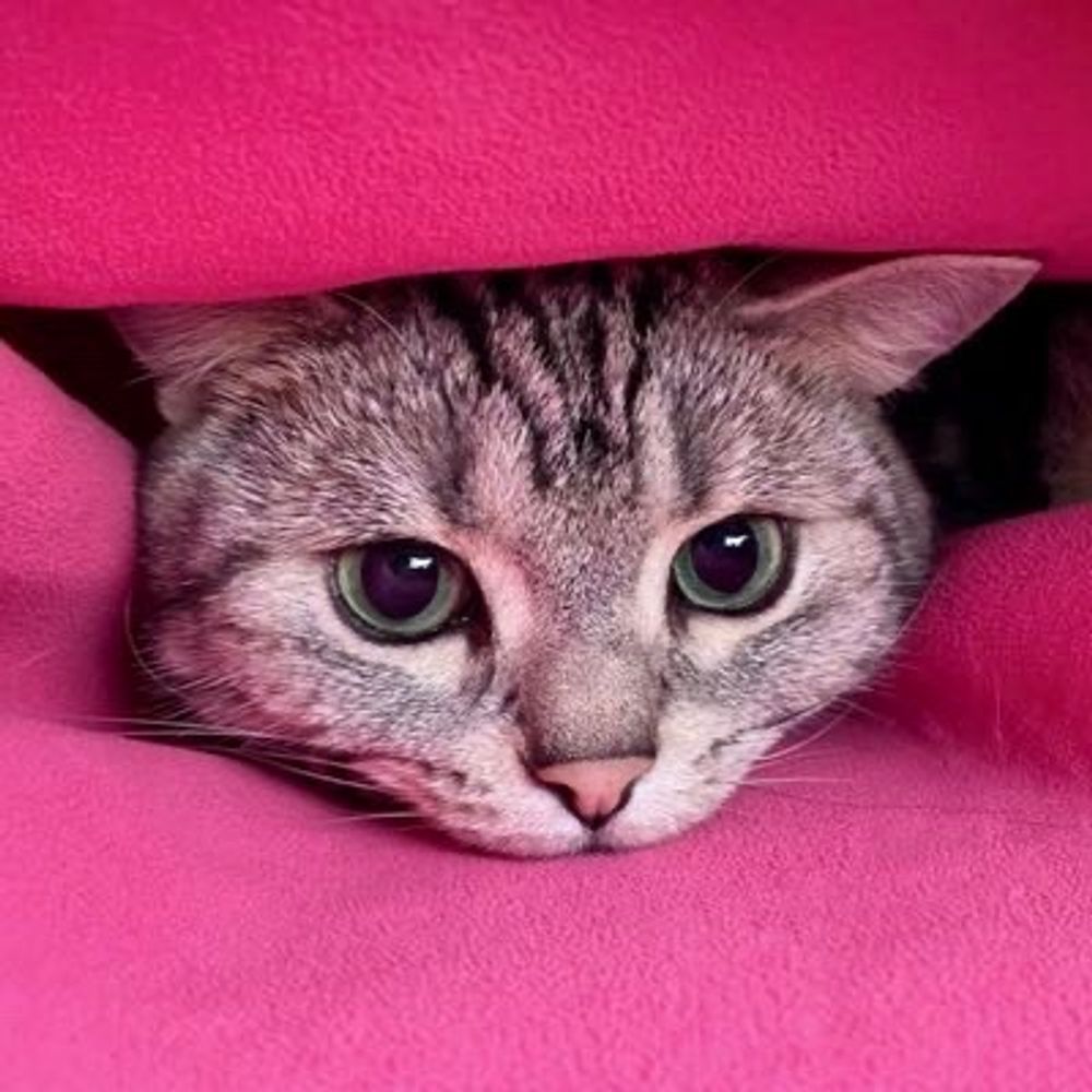 Silver Tabby Cat