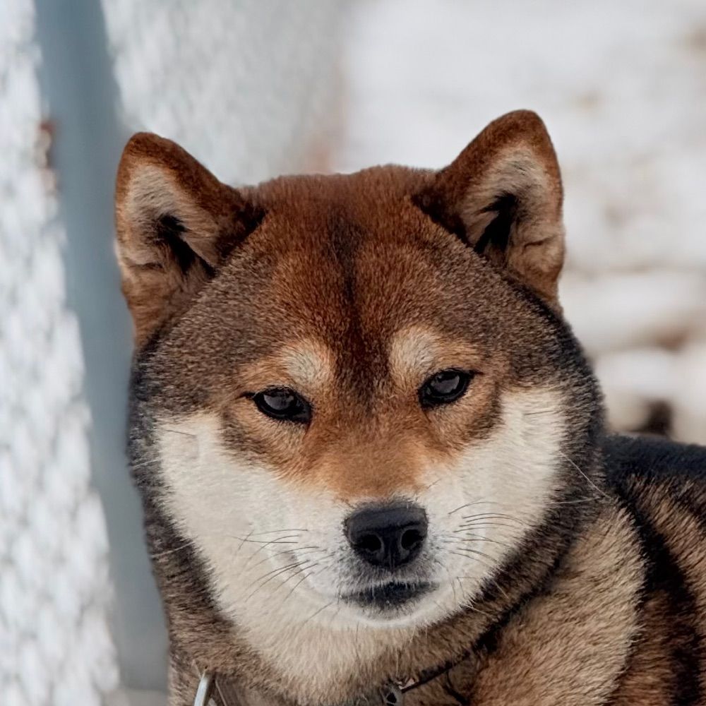 Tobitatsu Shiba