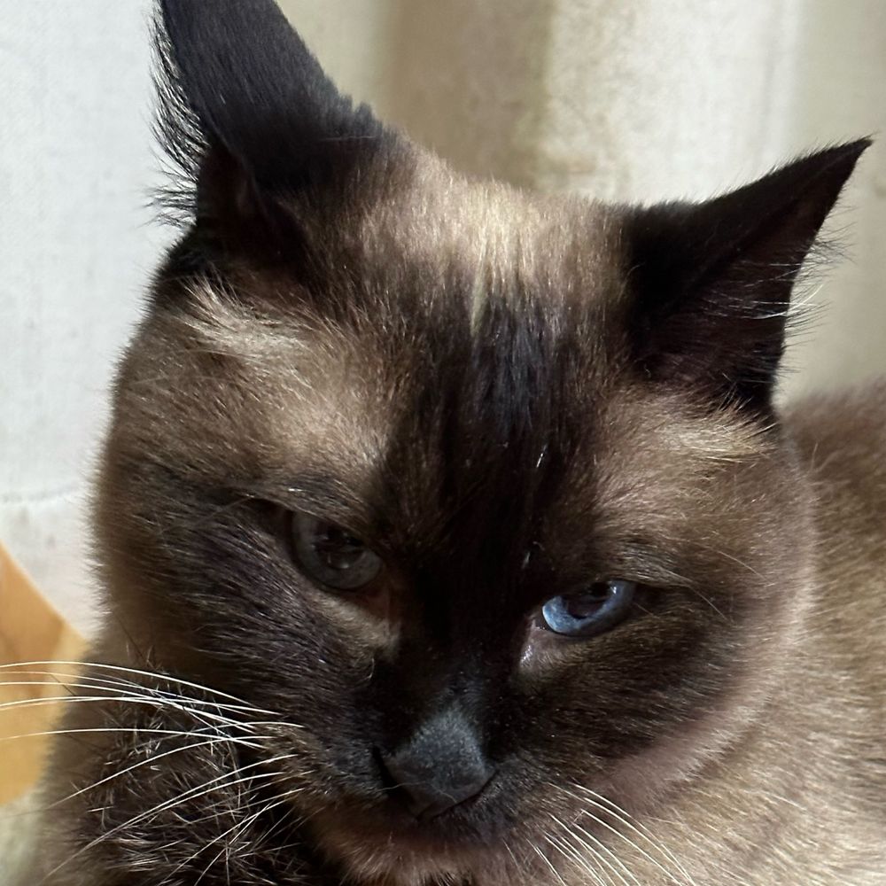 ぽてこ