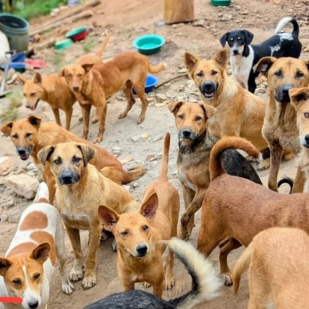 Michael dog shelter initiative Ltd