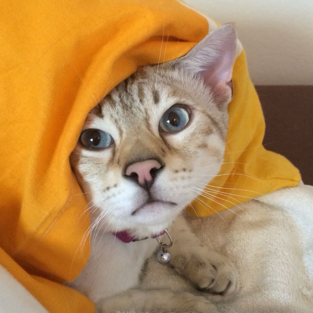 タコイト🪁
