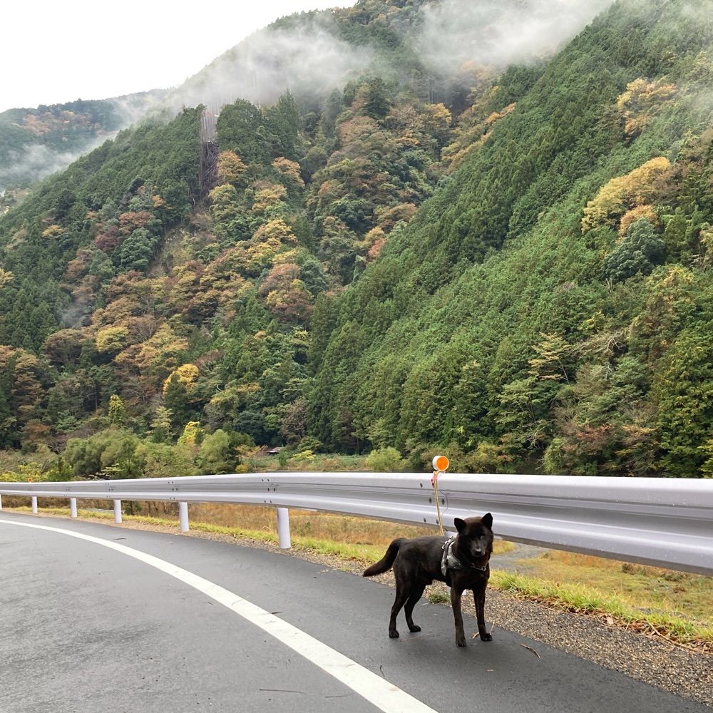 野山しんのすけ+甲斐犬•快