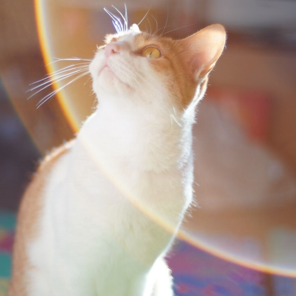 modu