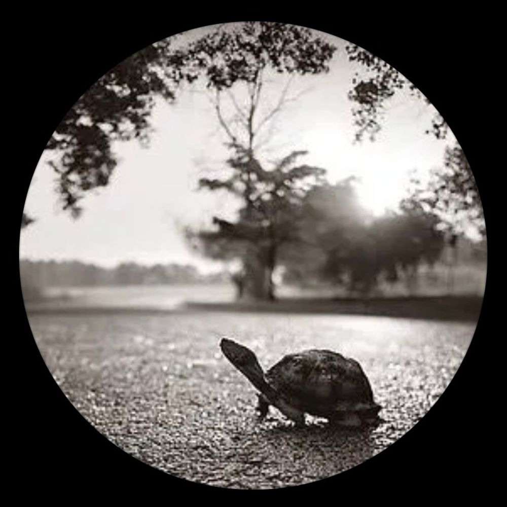 lizturtle 
