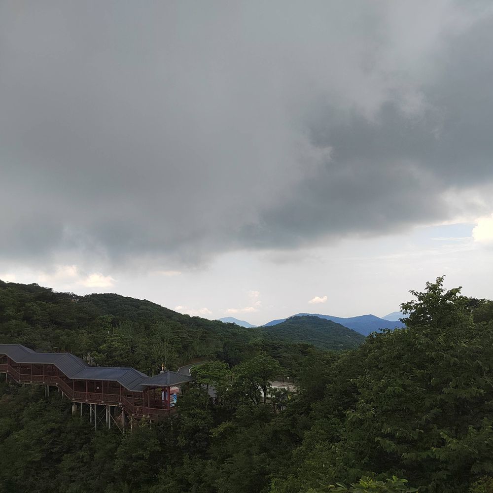 上海牛