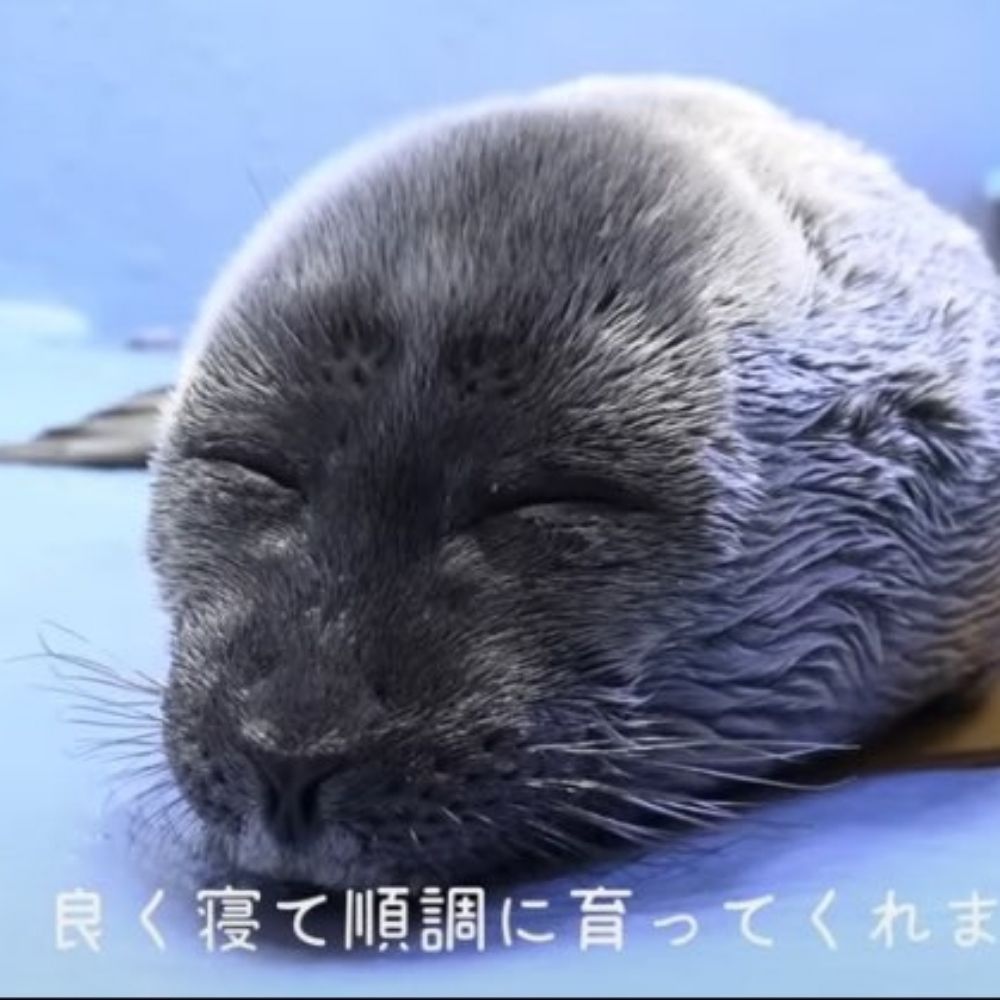seal