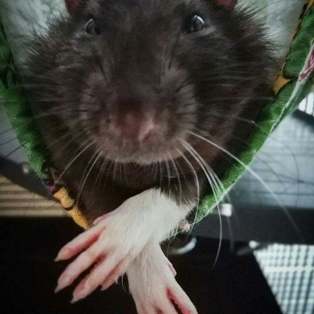 gabriel