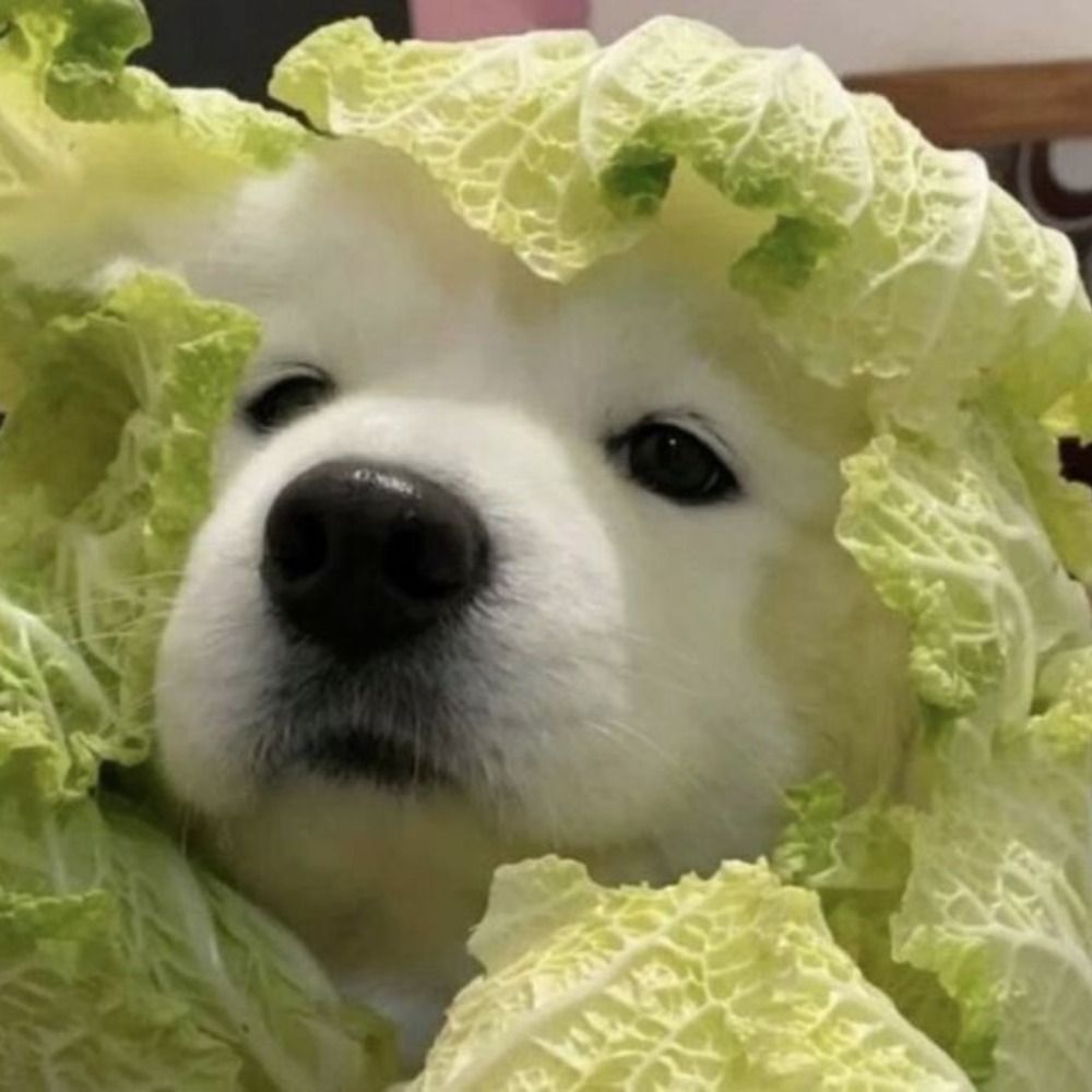 DYNB