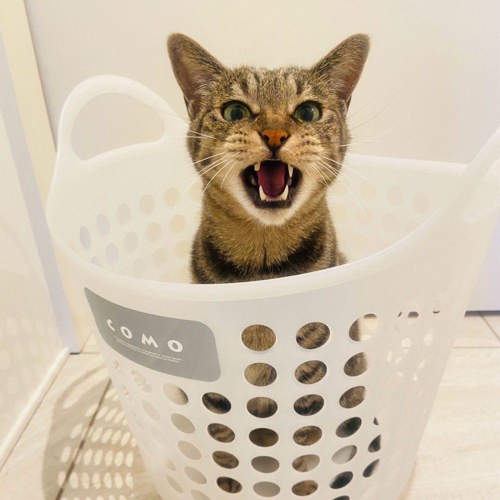 ぱんぴー