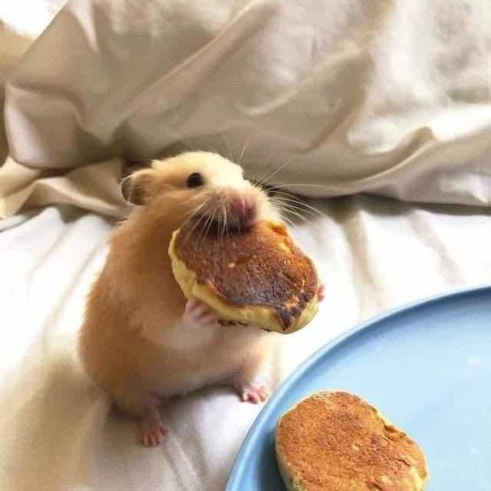 곽두뵤
