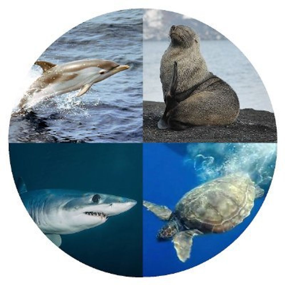 Marine Megafauna UB