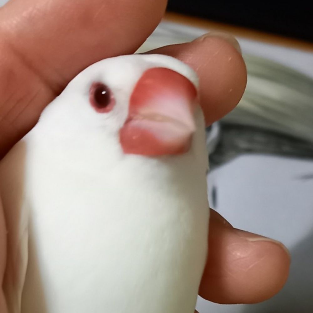 たかせ