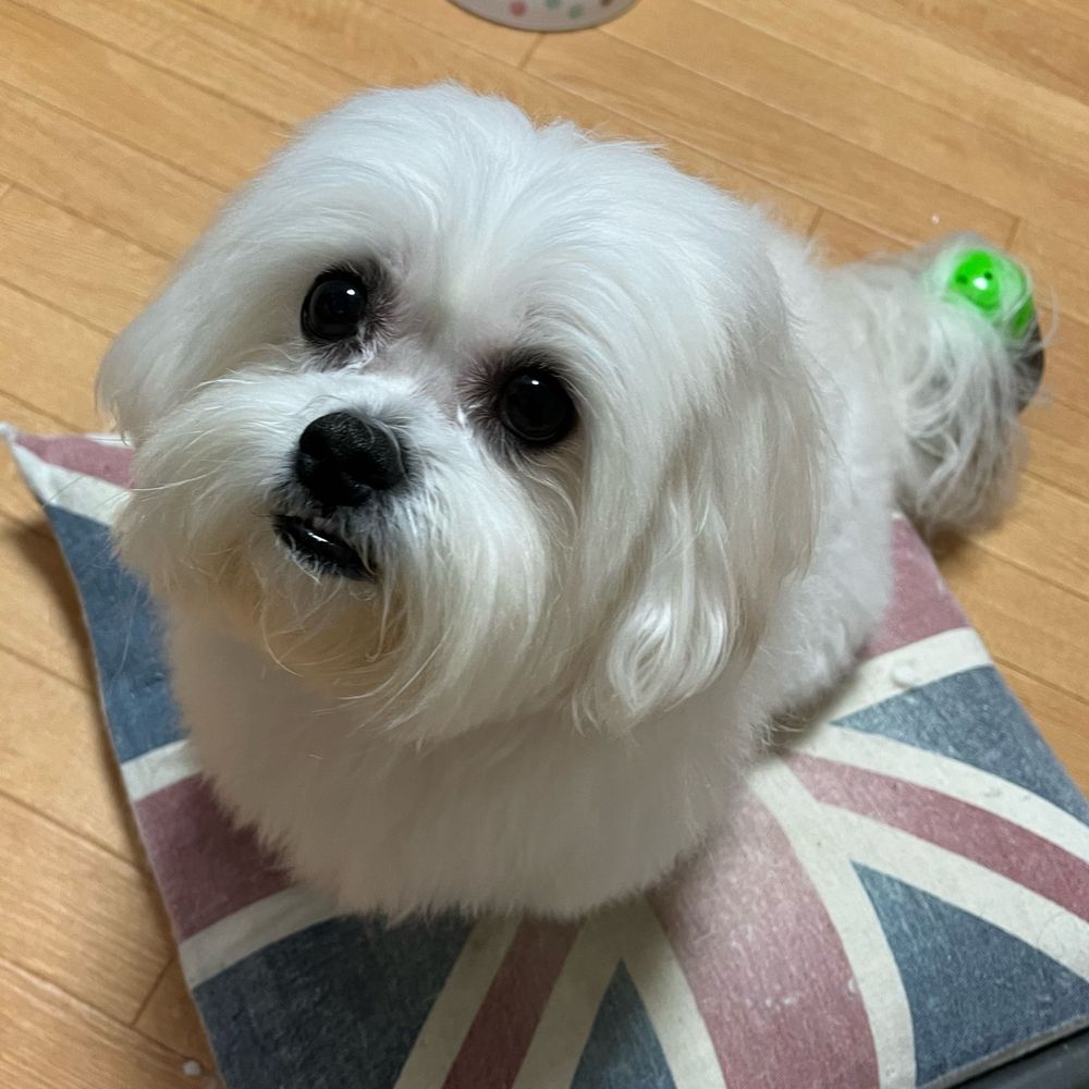 うちのぷーちゃんが世界一