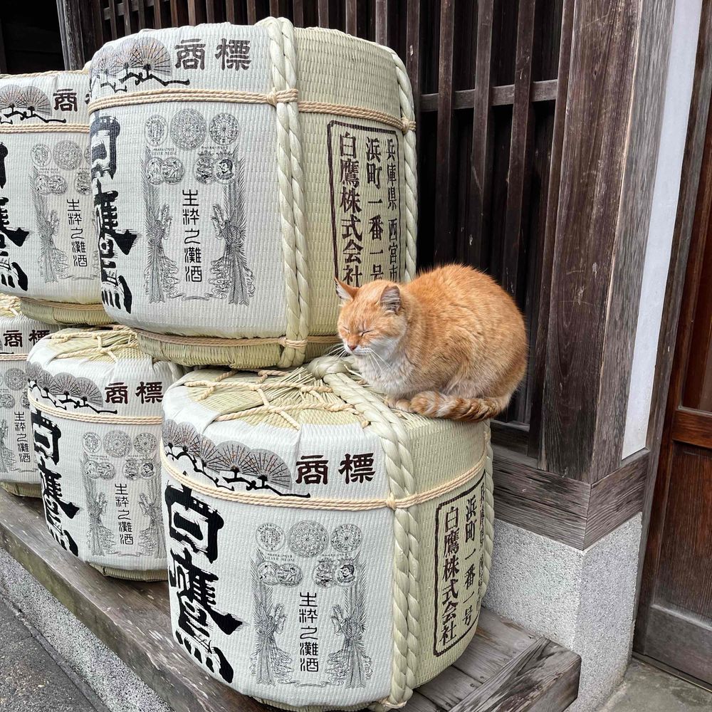 がーしい