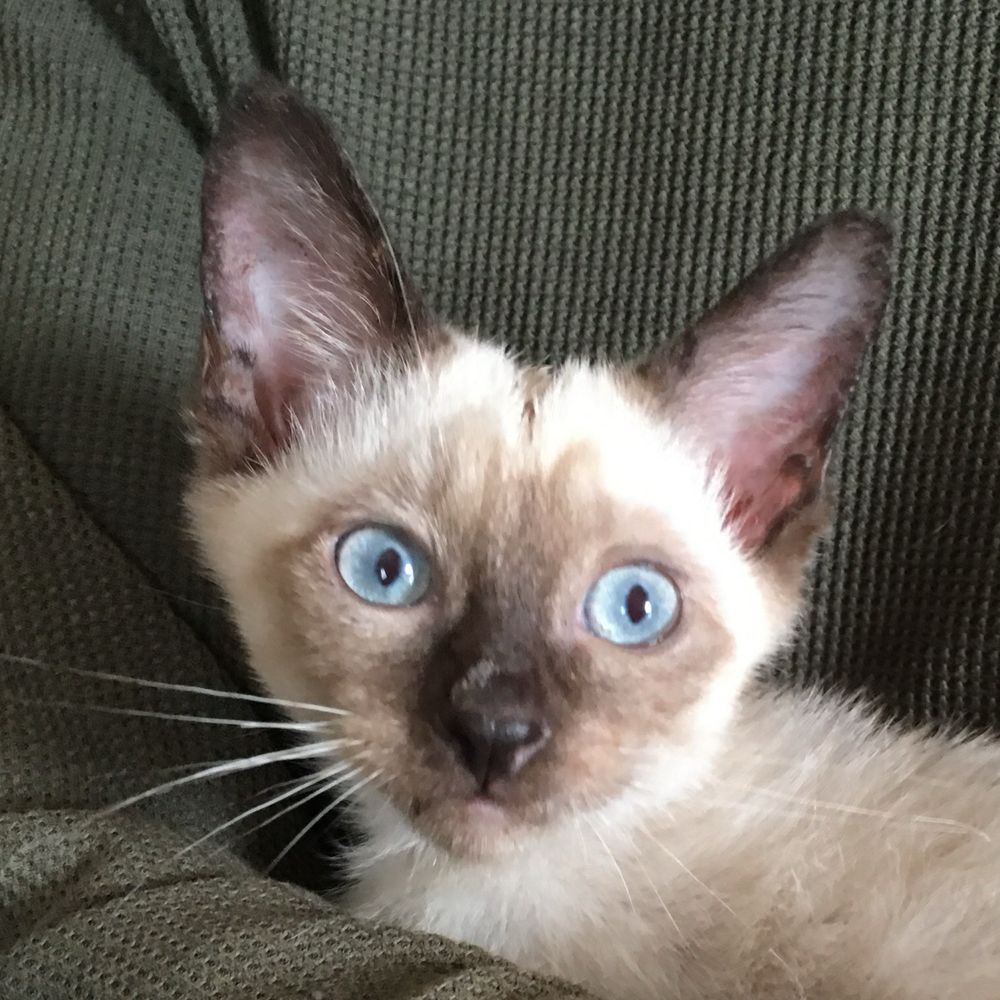 猫と主婦