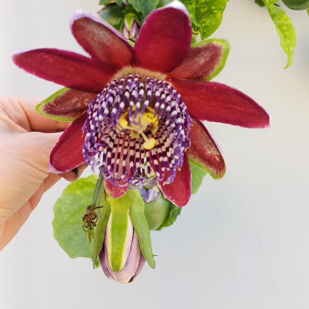 Dora Lola
