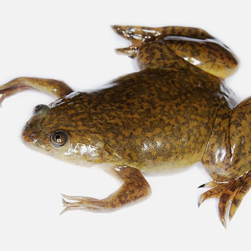 Xenopus Laevis