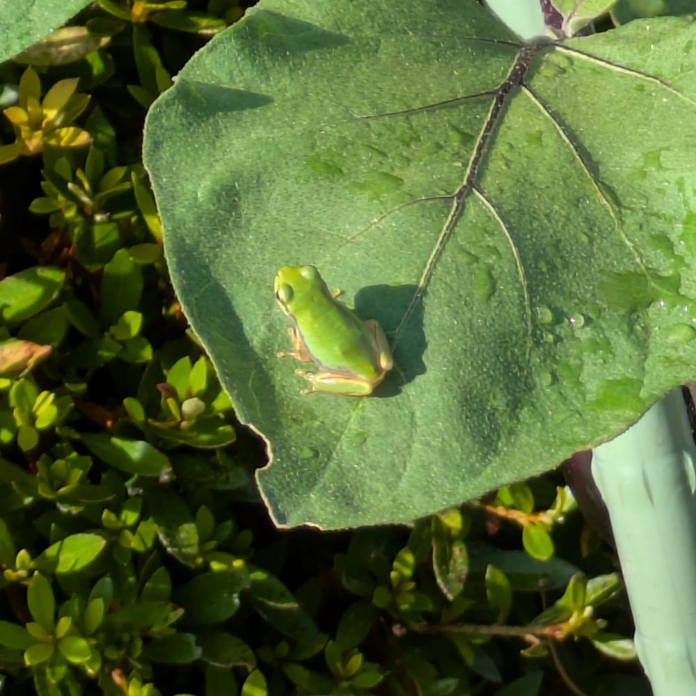 hisaotakagi.bsky.social