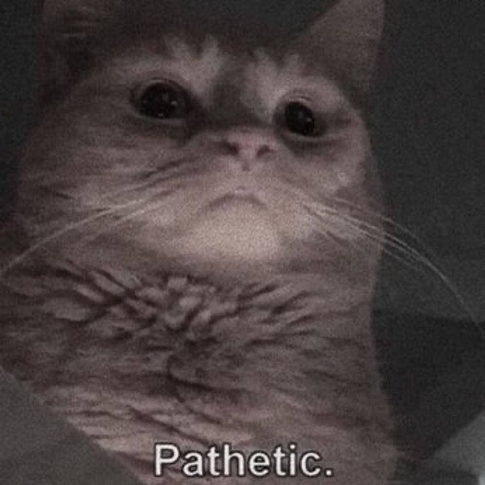 elgatito.bsky.social profile picture