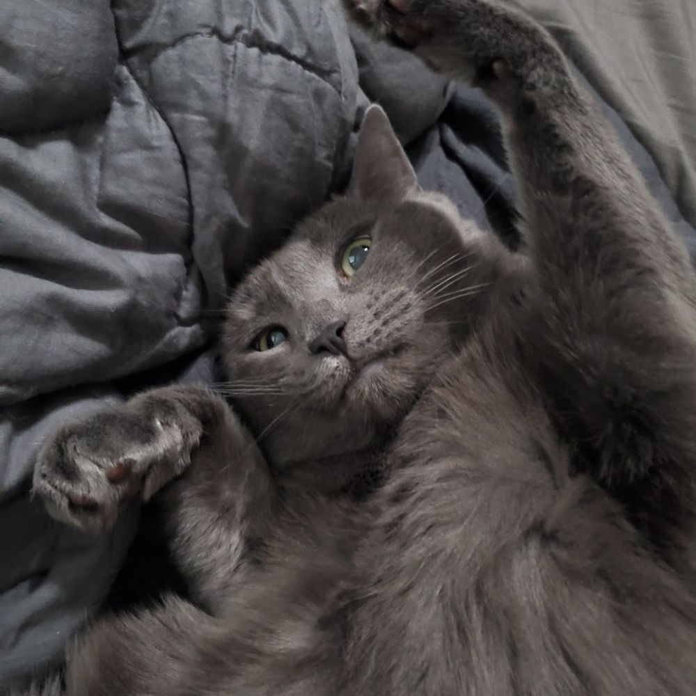 The Lil Bit Cat