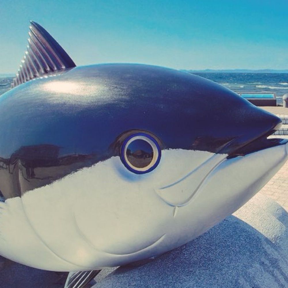 健康優良問題児🐟
