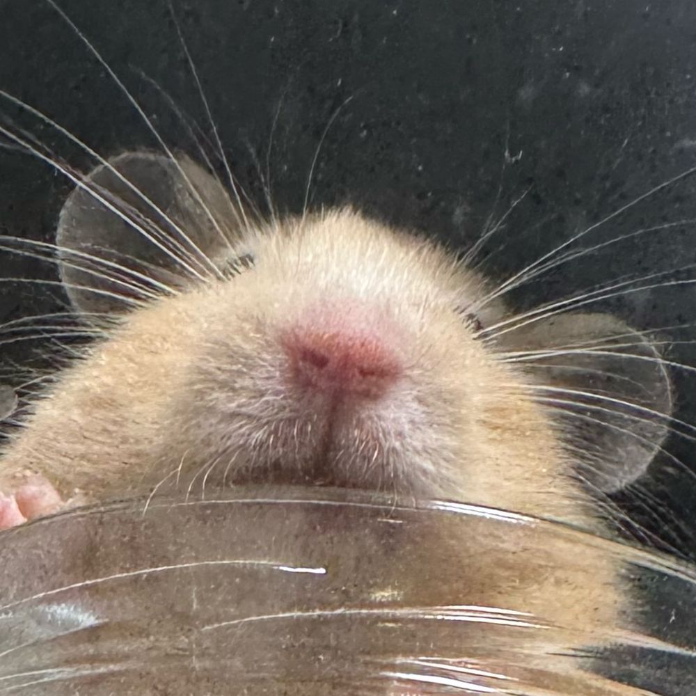 生ケンタウロス