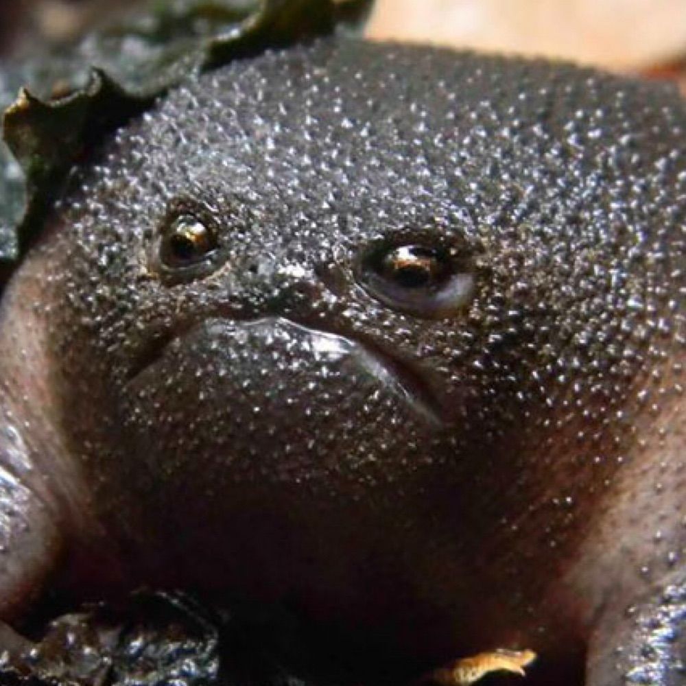 just a frog