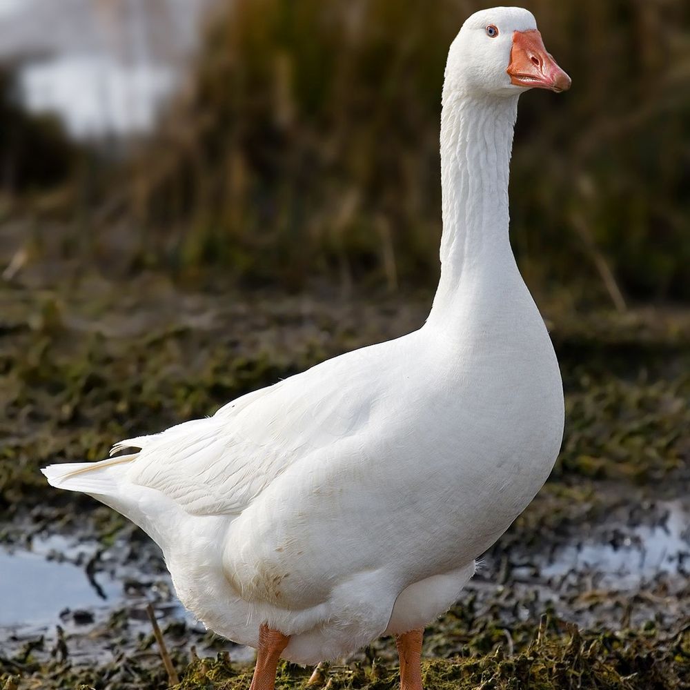 Goose Man