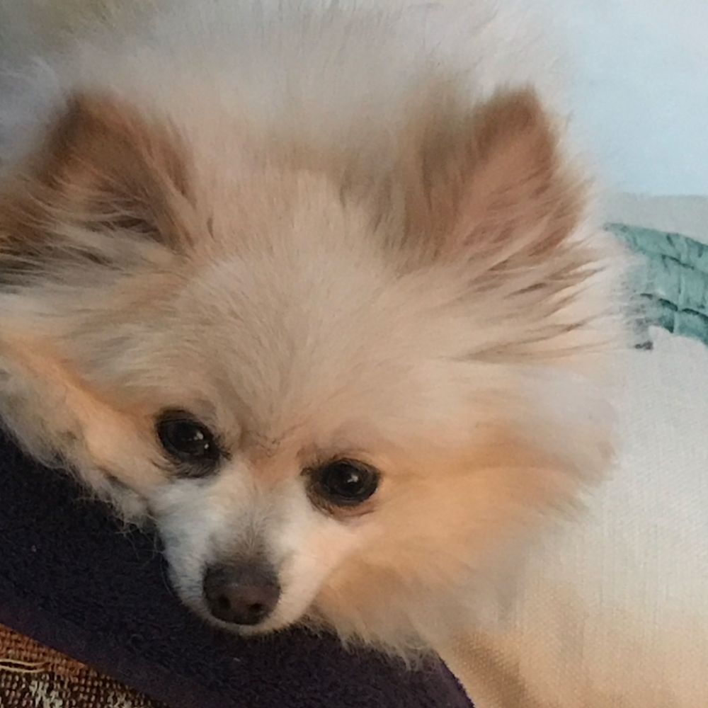 Charlotte-Sadie