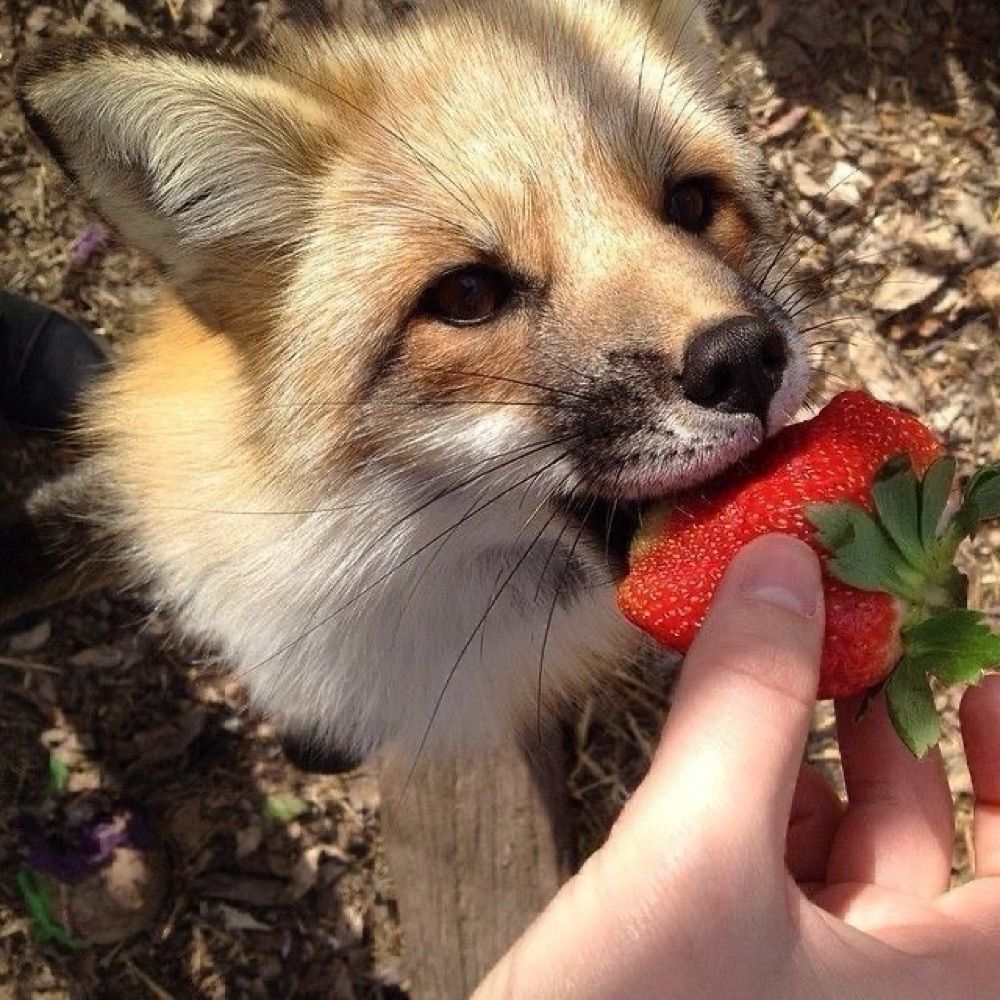 🦊🍺