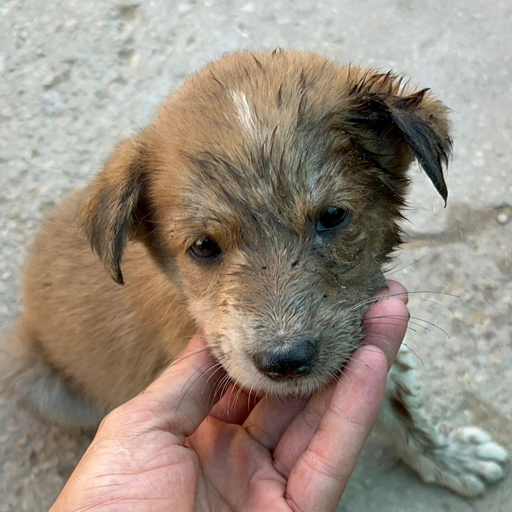 GAZA PAWS ANIMAL RESCUE